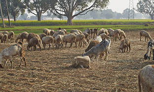 Sheep and Goat Blog Image